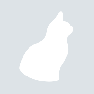 Pixiebob Longhair razza di gatti foto
